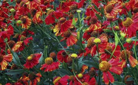 Flowers - flowers, beautiful, red, nature