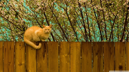 ginger cat - fence, tree, cat, ginger