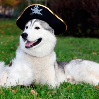 captain husky