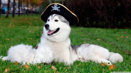 captain husky - hat, dog, husky, pirate