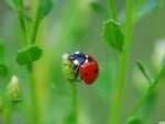 ladybug on flower bud