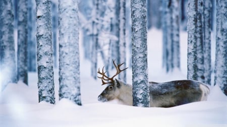 reindeer - snow, winter, reindeer, tree