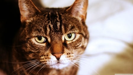 tomcat - tabby, face, feline, tomcat