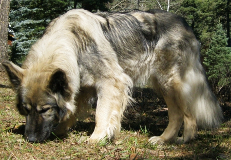 'Big Boy'..... - dogs, nature, wolves, animals