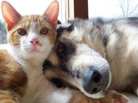 Wonderful friendship - Wonderful, dog, friendship, cat, animals