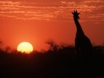 african sunset