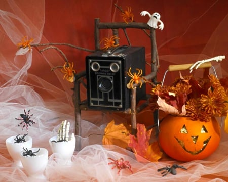 Halloween Still Life - spiders, Halloween, pumpkin, still life, cup