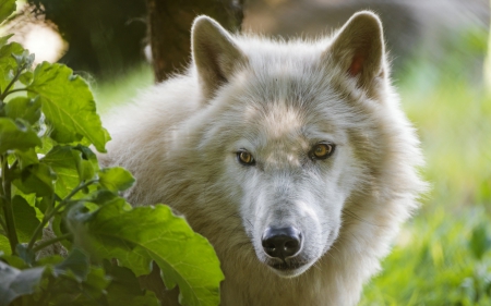 White wolf - white, wolf, animal, wild, green