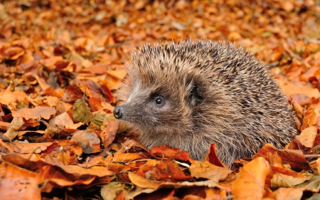 Hedgehog - animal, hedgehog, autumn, orange, leaf