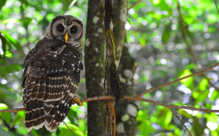 Owl - bird, tree, owl, branch, green