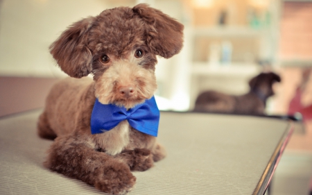 Puppy - bow, puppy, dog, blue, animal, cute