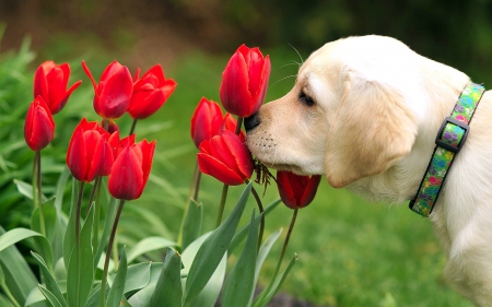 A good day starts with a flower - summer, dog, flower, tulip, animal, red, green, cute, puppy