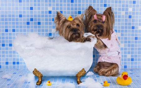 In the bath - duck, yellow, blue, bath, dog, toy, animal, cute, puppy