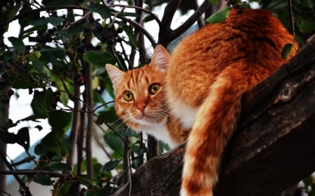 Hello! - animal, ginger, orange, leaf, tree, cat