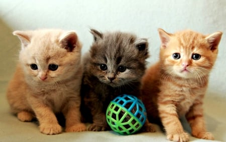 Kittens - ball, animal, cute, black, kitten, cat, orange, ginger