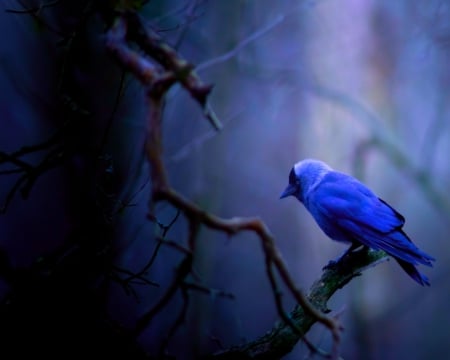 Blue Bird - animals, bird, branch, blue