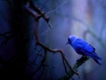 Blue Bird