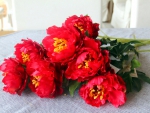 Red Peony