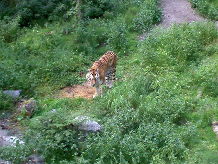 tiger on the warpath