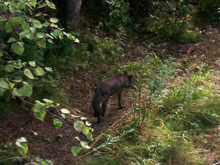 lonely wolf - dogs, wolves, animals