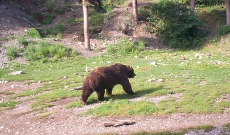 walking bear