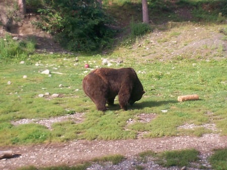 found some grub - bears, animals