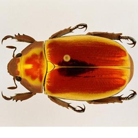 Jewel Scarab