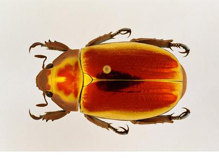 Jewel Scarab - beetle, desert, egypt