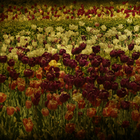 	Textured Tulips