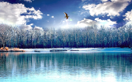 	blue reflection - sky, reflection, bird, blue