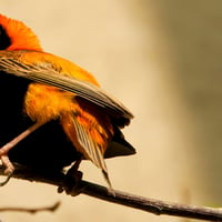 Orange Bishop