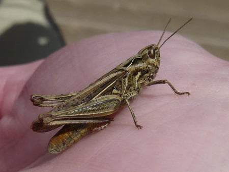 Grasshopper close up - scary, grass, large, hopper, arm