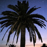 Palm tree on Menorca in sunset with moon