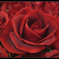 Red roses