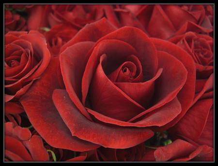 Red roses