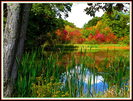 Autumn - forest, nature