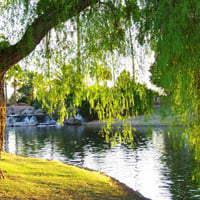 Tree and falls