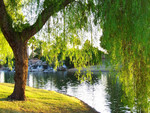 Tree and falls