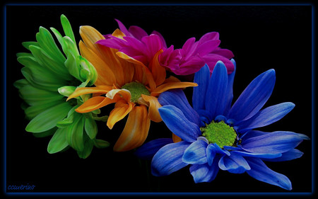 A rainbow daysies - flowers, colors