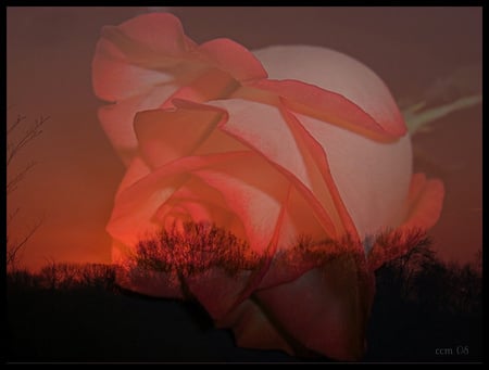 Rose sunset - roses, 3d