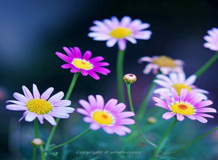 The Prettiest Ever - flowers, nature