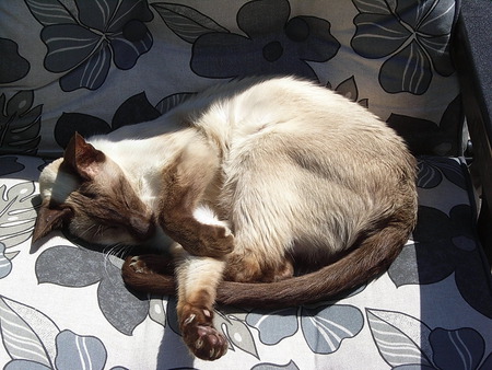 sleeping siamese - pets, cats, beauty, restful, siamese