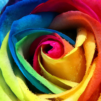 Colourful Rose