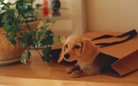 Can I come shopping too? - shopping bag, daschund, pot plant, table, dog