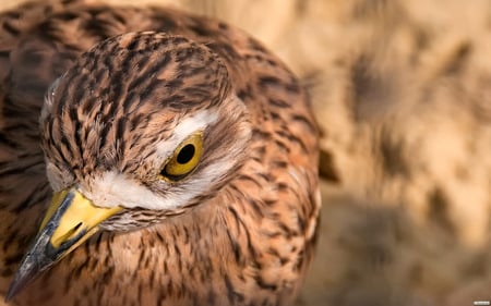 Birds Eye at the Tiergarten in Wien 