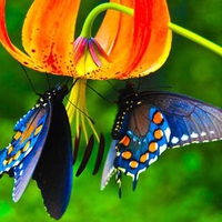 Blue butterflies on orange lily