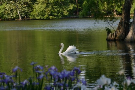 Iris Swan - white swan, flowers, lake, trees