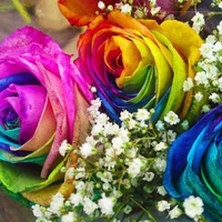 Rainbow Roses