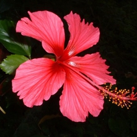 Deep Pink Hibiscus Flower