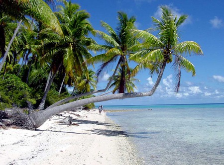 On the beach - beach, white sand, bent palms, paradise, tropical, sea